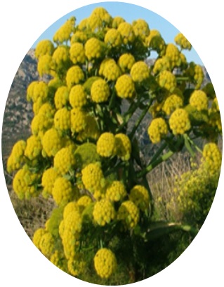 Ferula Asafoetida seeds from Kashmir from JKMPIC-Seed Store