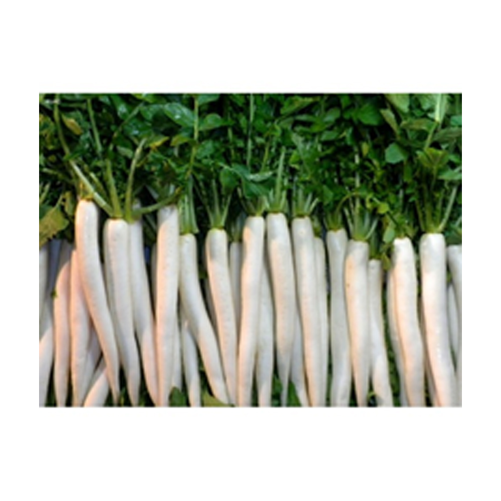 Radish (Seed varieties – Heritage – Radish white , Sangro – bonus) from KissanPro