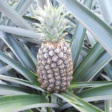 Fresh Pineapple from Farm Right Ghana Limited