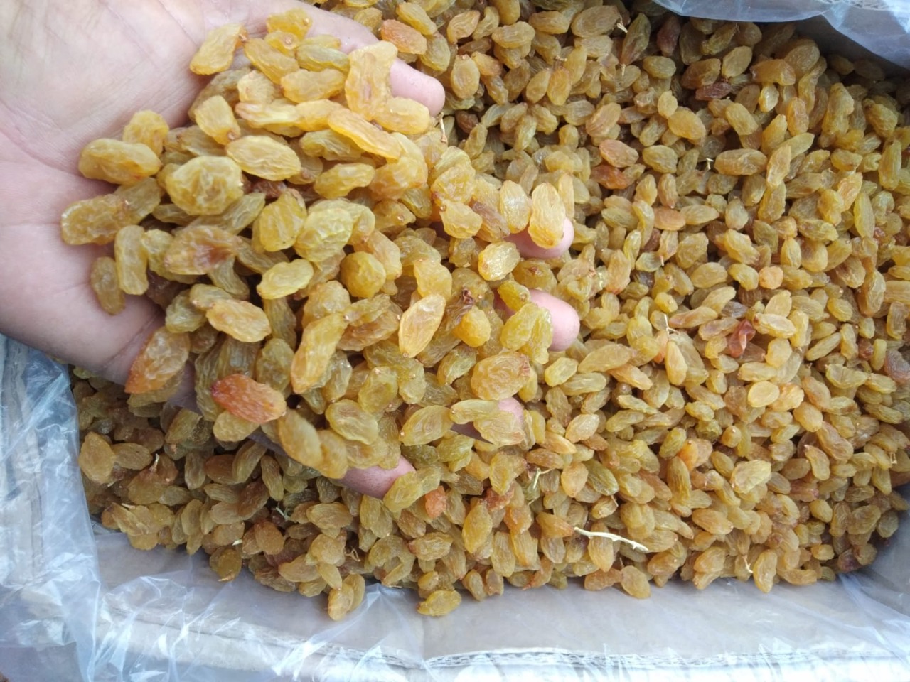 Varsha Gold DBJ11 Raisins from Sourav Food And Agro Pvt Ltd ( Raisins)