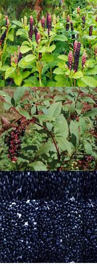 Phytolacca acinosa seeds Kashmir from JKMPIC-Seed Store