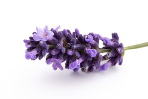 Lavender Flower