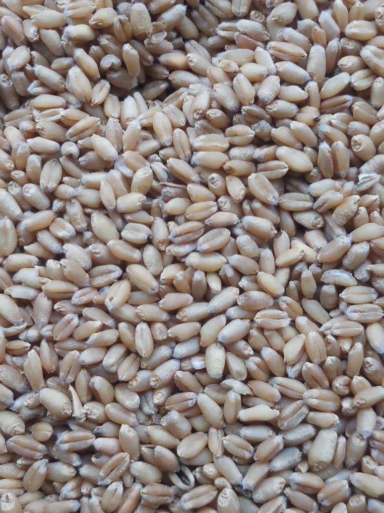 Best Quality Whole Wheat From Agrive from Agrive Export & Import
