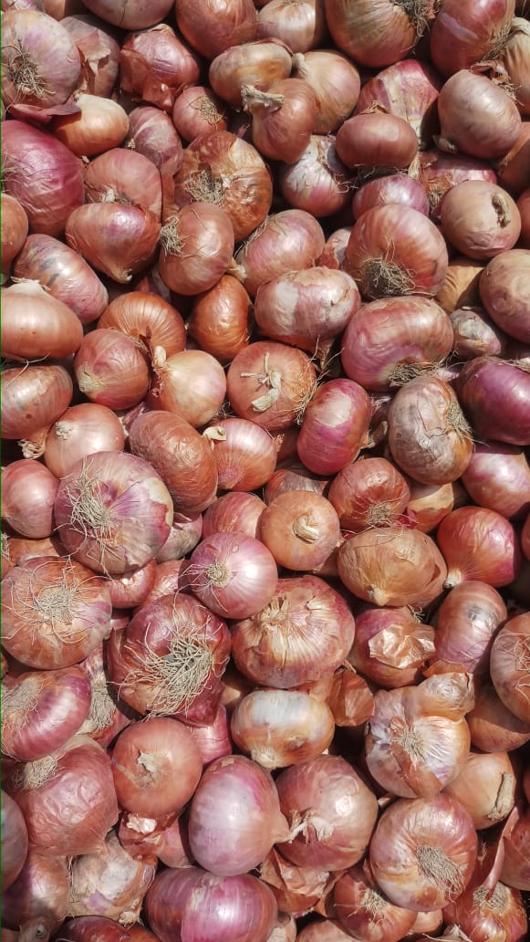 Fresh Export Quality A Grade Onion from Maya shree treading