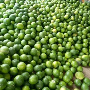 Best Quality Green Orange  from Caucab Enterprises