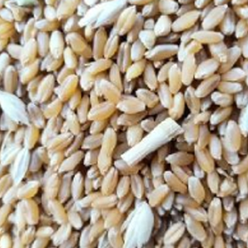 Dried Brown Wheat Seed from Dhanraj World of Export