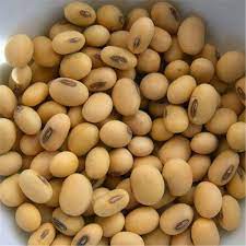 Source NON GMO Soybean from Al Dhana