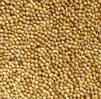 MILLET FROM PRAMODA EXIM CORPORATION from PRAMODA EXIM CORPORATION