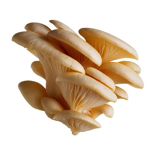 A Grade Nature Green Oyster Mushroom Available 24x7 from Aaditya Agro Industries