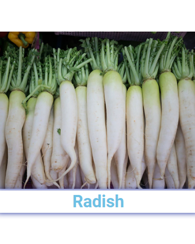 Fresh Fresh A Grade Radish - Pan India from SRG EXIM