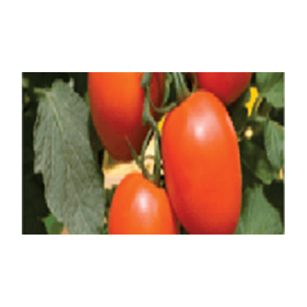 Tomato Syngenta-1156 from KissanPro