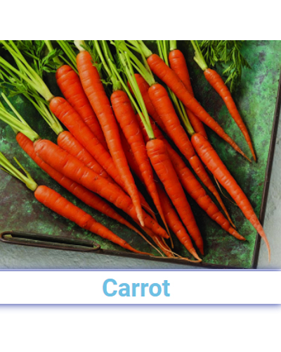 A Grade Fresh Carrot - Pan India from SRG EXIM
