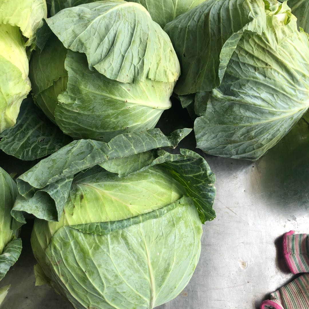 Premium Quality Big Size Cabbage from Caucab Enterprises