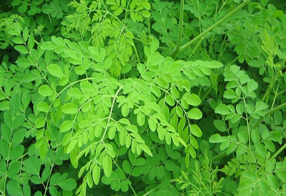 A Grade Green Fresh Drumstick / Moringa from Harsha & Co