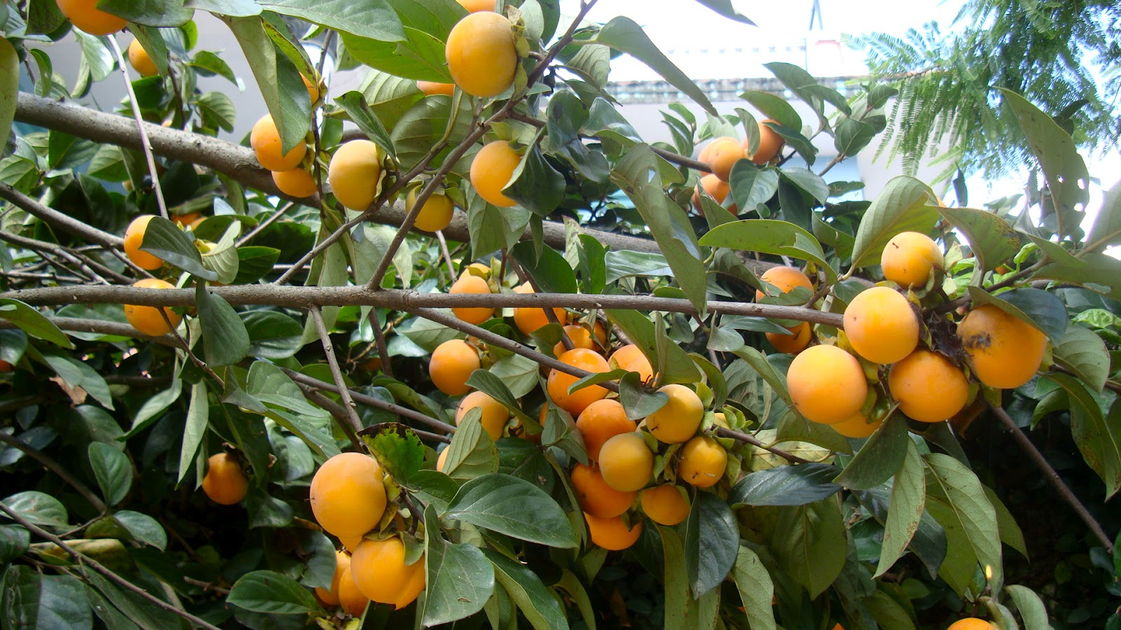 Persimmon tea for sale from JKMPIC-Seed Store