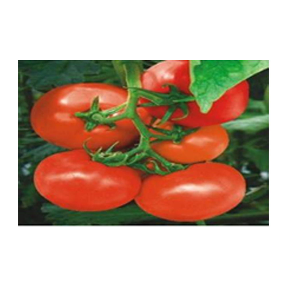 Tomato Syngenta-3150 from KissanPro