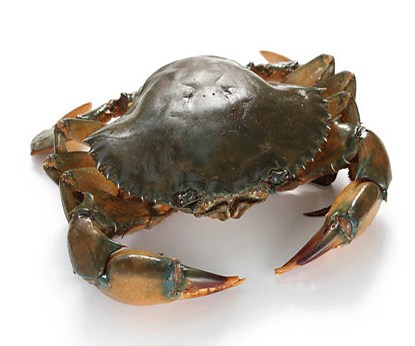 Mud Crab from OM SAKTHI FISH MARKET RETAIL & WHOLESALER