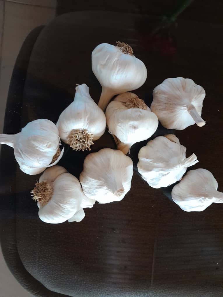 Best Quality White Garlic  from WHITE SPORE