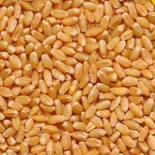 Premium Quality Kahpali Wheat  from M/S Sidhivinayak Agro 