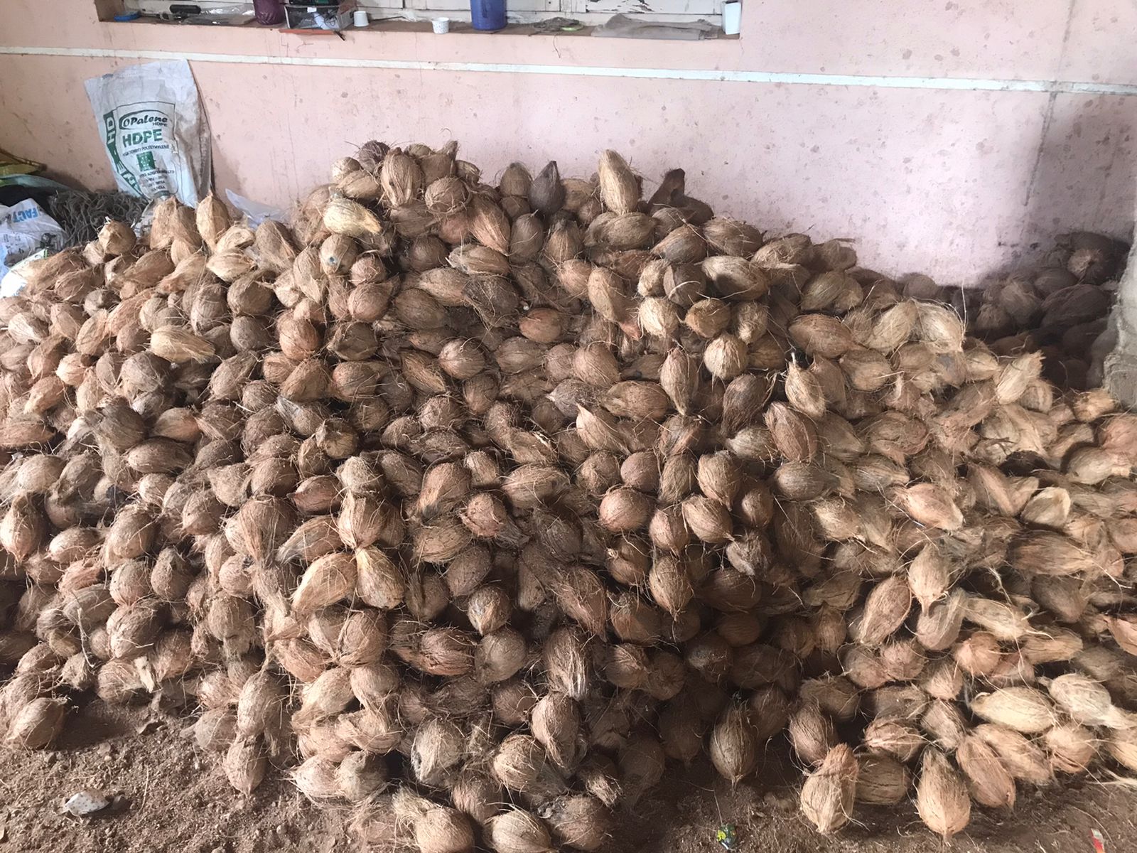 Semi Husked Coconuts