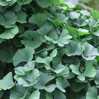 Ginkgo tree seeds for sale from JKMPIC-Seed Store