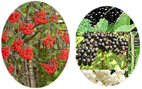 Sambucus wightiana seeds for sale from JKMPIC-Seed Store