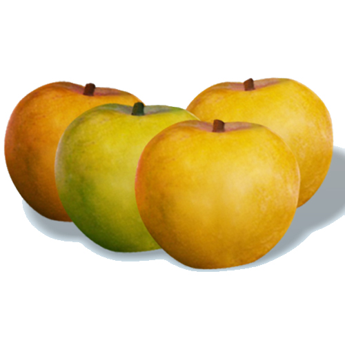Best Quality Rumani (Apple Mango) Mango from Ranee's Fresh
