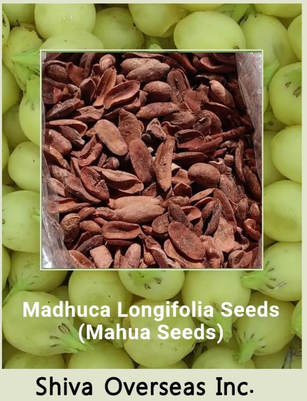 Mahua Seeds / Madhuca Longifolia Seeds from SHIVA OVERSEAS INC