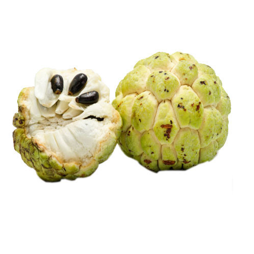 Organic & Fresh Custard Apple at Wholesale Price from EXPO TRADING