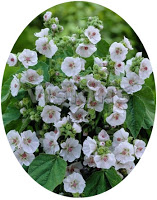 Marshmallow-Althaea officinalis seeds for sale from JKMPIC-Seed Store