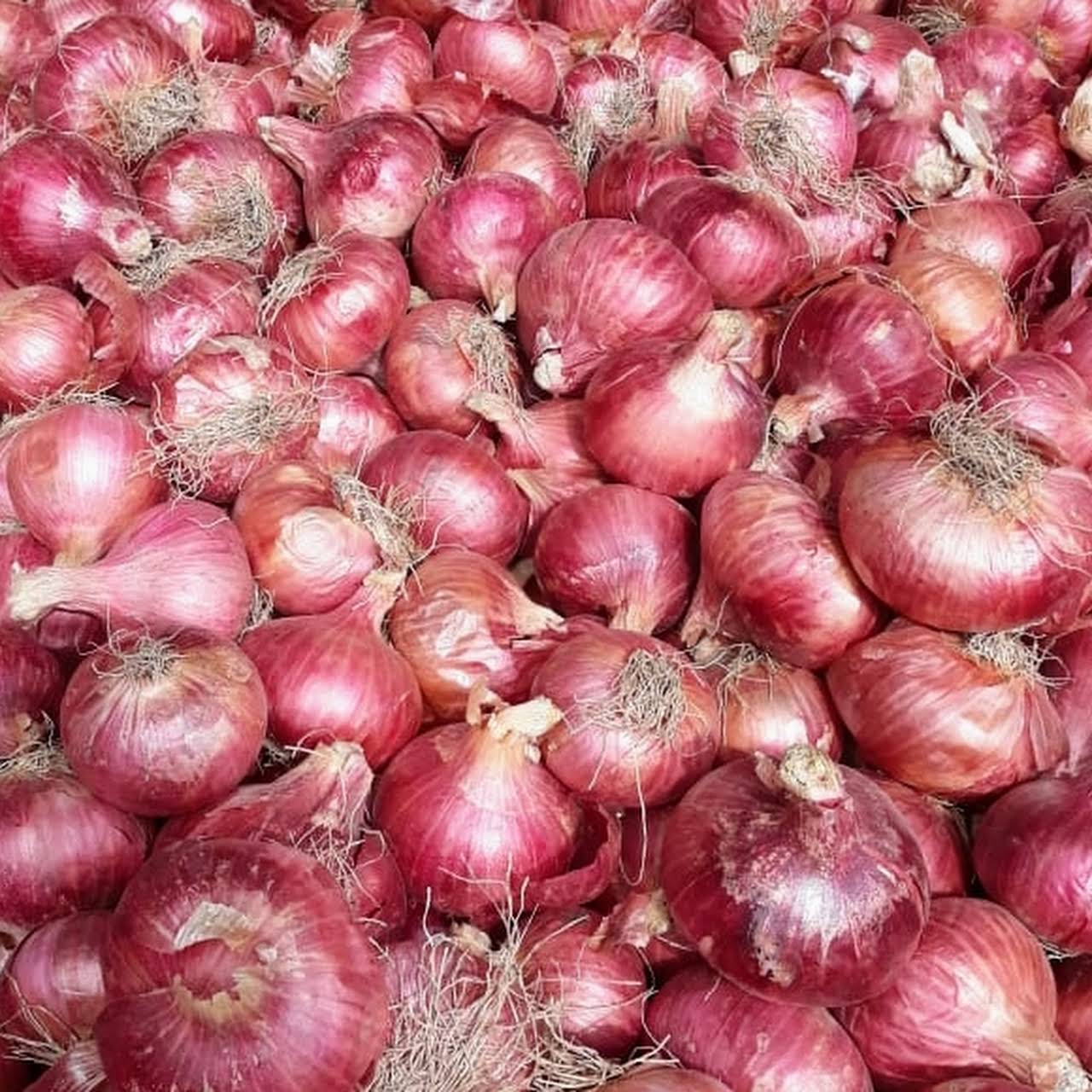 Best Quality Red Onion From Agrive from Agrive Export & Import