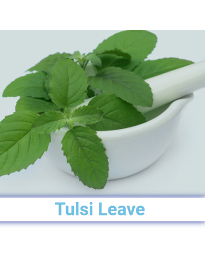 Fresh Tulsi Leave - Pan India from SRG EXIM
