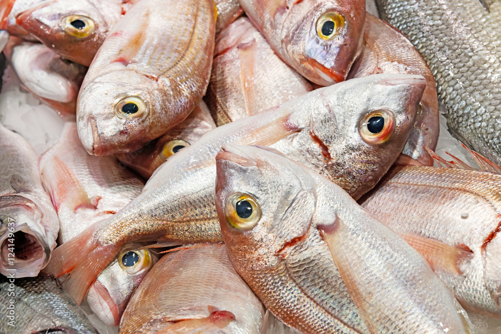 Frozen Red Sea Bream Fish 