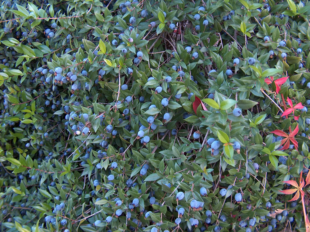Myrtle berries,Myrtus communis seeds for sale from JKMPIC-Seed Store