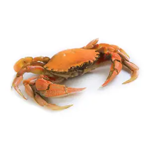 Luscious  Crab 