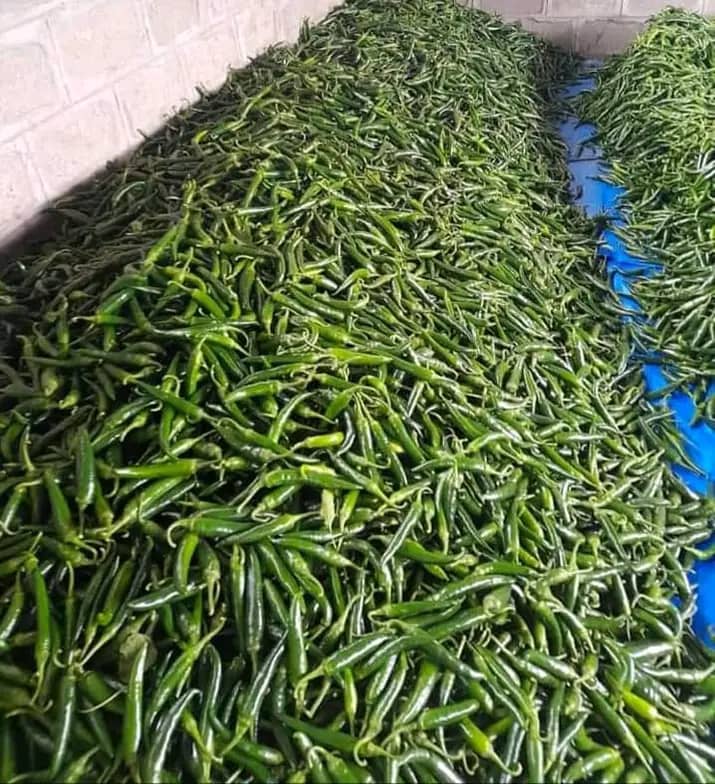 Best Quality Green Chilli from SARA BERHANU Import and Export PLC