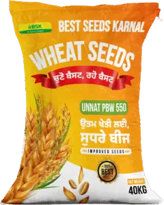 UNNAT PBW 550 Wheat Seeds