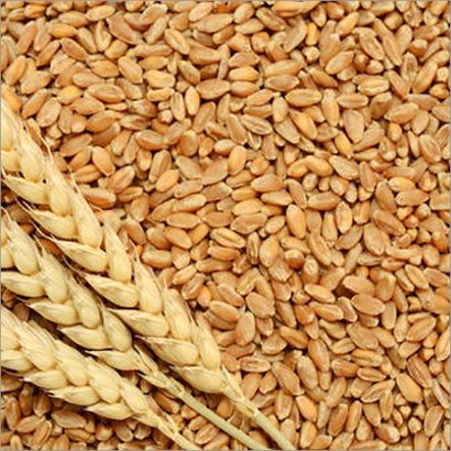 Top Quality Wheat Seeds from PANKAJ AGRO PROCESSING PRIVATE LIMITED