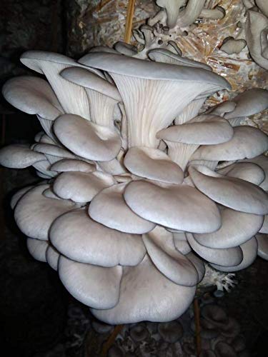 A Grade Organic Oyster Mushroom from Aaditya Agro Industries