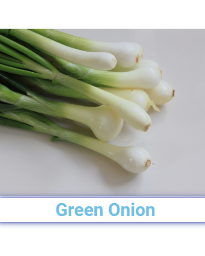 Fresh Green Onion - Pan India from SRG EXIM