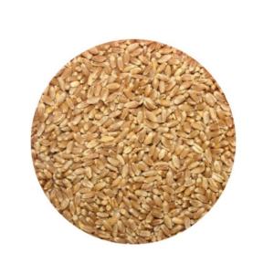 Pure Organic Khapli Wheat from Paushtik 