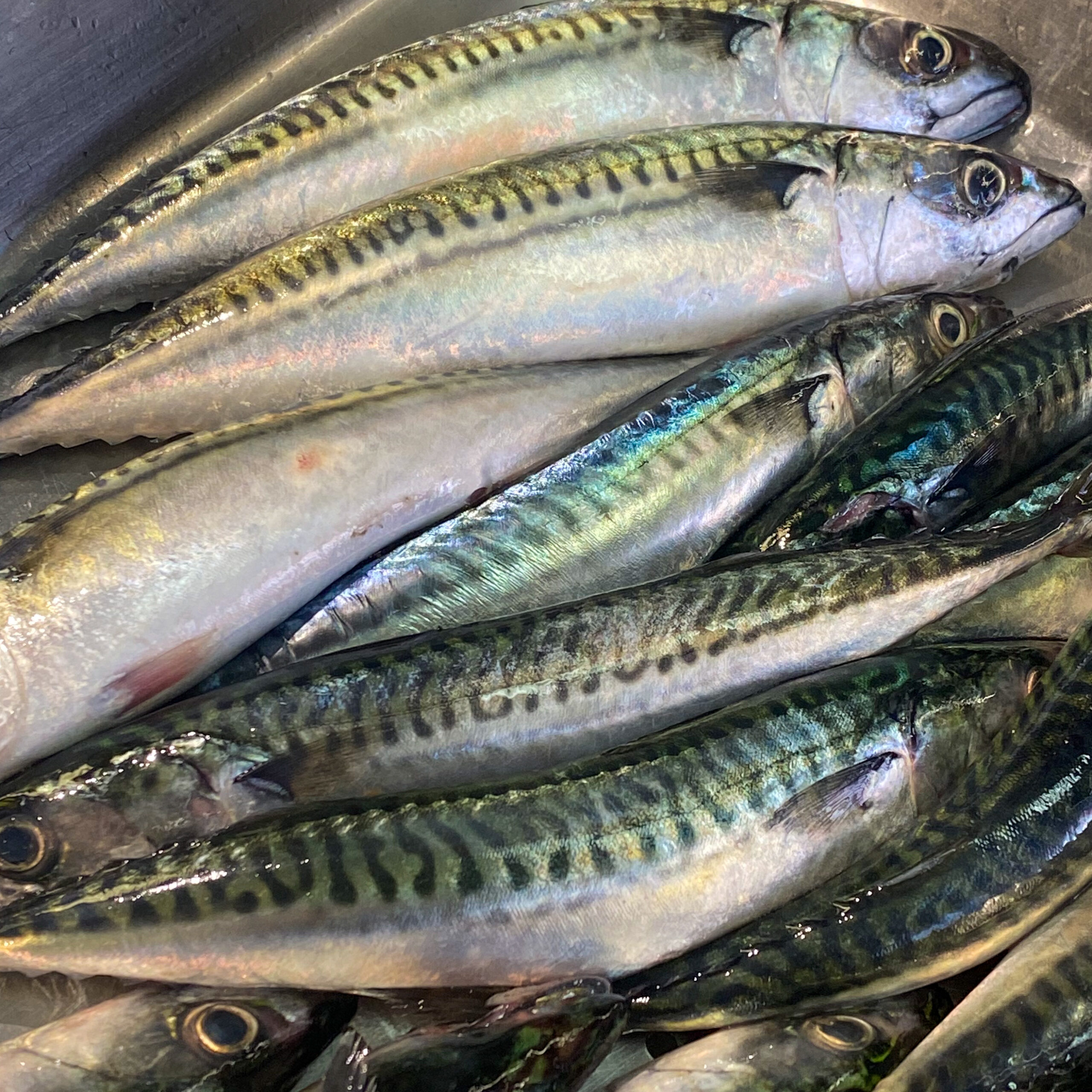 Frozen Mackerel Fish 