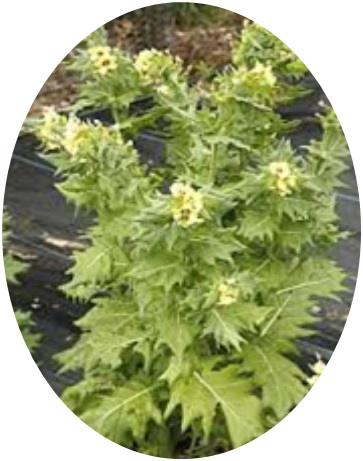 Hyoscyamus niger-Henbane seeds from Kashmir from JKMPIC-Seed Store
