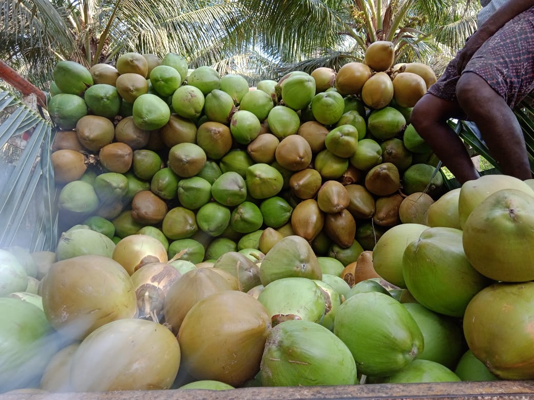 Export Quality Big Size Tender Coconut from Sri Mahalakshmi Coconuts