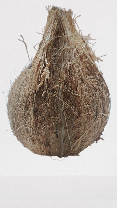 Semi Husked COCONUT 🥥 from JYOTIBA INDUSTRIES