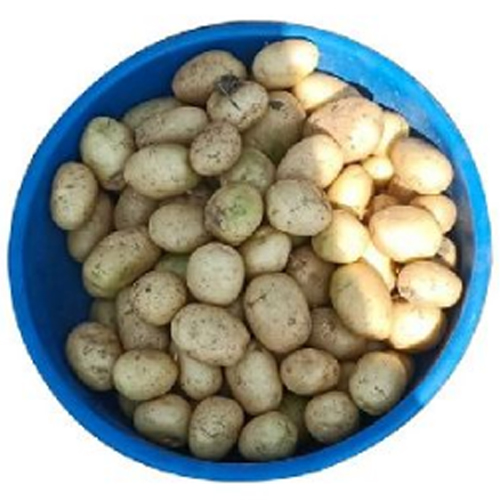 Brown Fresh Potato from Dhanraj World of Export