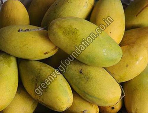 Export Quality Fresh Mango from Green Veg Foundation(NGO)