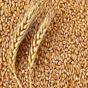 Premium Quality Organic Wheat Seeds