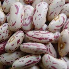  Light Speckled Kidney Bean from Al Dhana