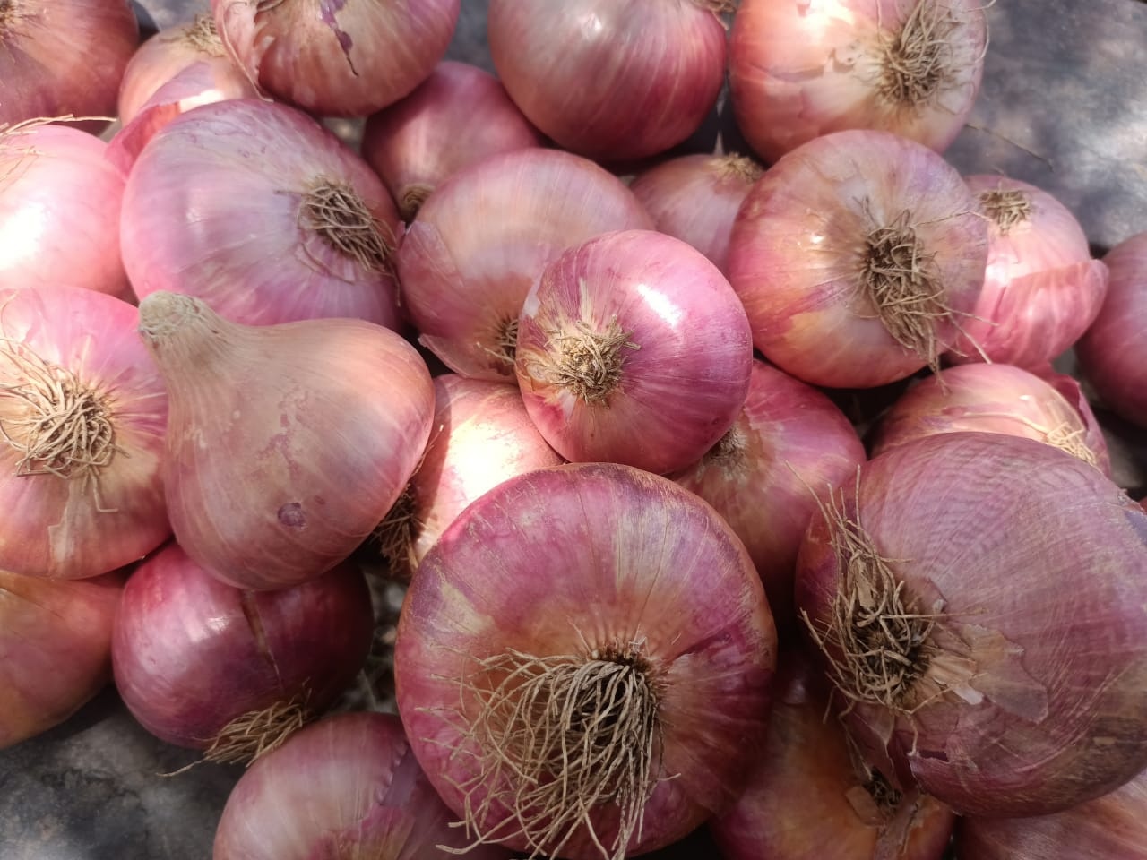 Fresh Indian Red Onion from ROYAL TRADERS 